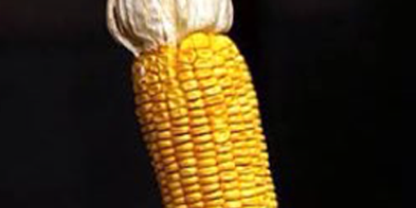 Dried ear of corn with husk on black background